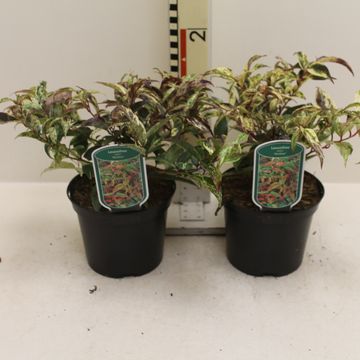 Leucothoe fontanesiana 'Рэйнбоу'