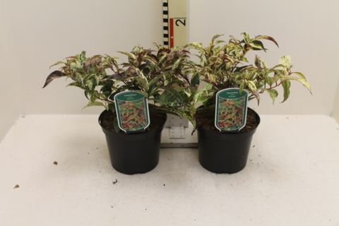 Leucothoe fontanesiana 'Рэйнбоу'