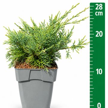 Juniperus x pfitzeriana 'Pfitzeriana Glauca'