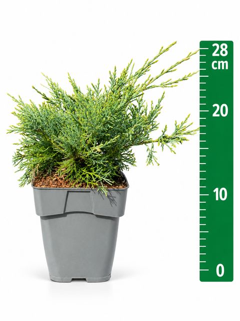 Juniperus x pfitzeriana 'Pfitzeriana Glauca'