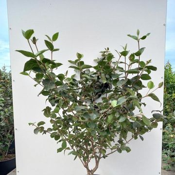 Viburnum x carlcephallum