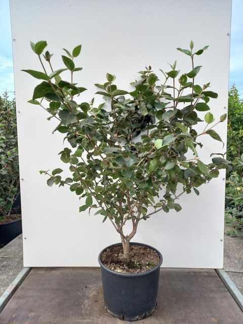 Viburnum x carlcephallum