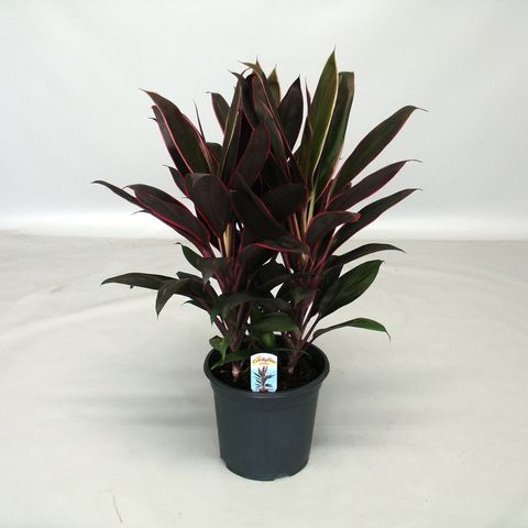 Cordyline fruticosa 'Rumba'