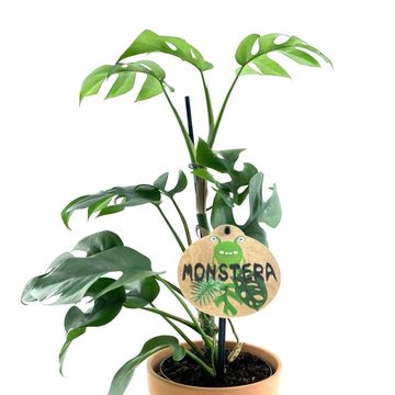 Monstera minima