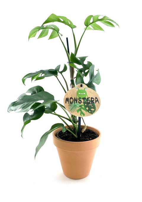 Monstera minima
