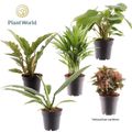 Houseplants MIX