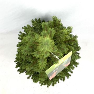 Picea glauca PERFECTA