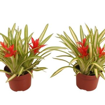 Guzmania 'Ice Cream'