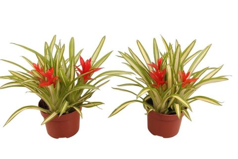 Guzmania 'Ice Cream'
