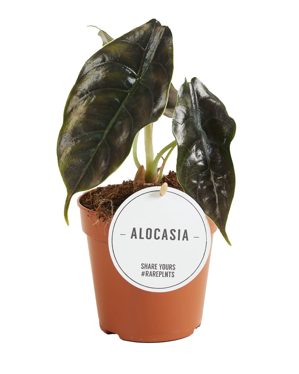 Alocasia azlanii — Растения Оптовая FlorAccess