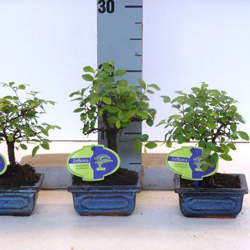 Zelkova parvifolia