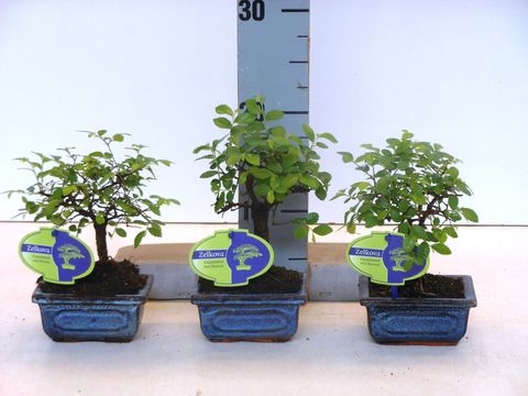 Zelkova parvifolia