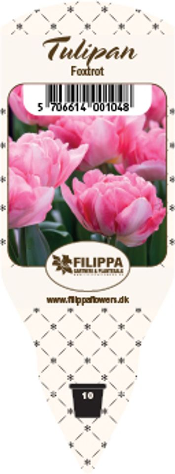 Tulipa 'Foxtrot'
