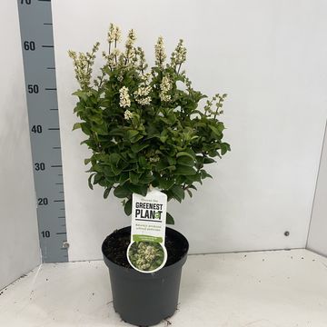 Ligustrum japonicum 'Rotundifolium'