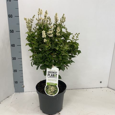 Ligustrum japonicum 'Rotundifolium'