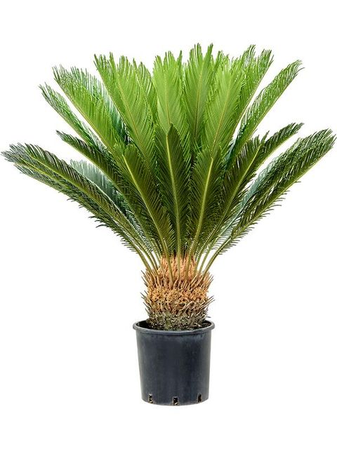 Cycas revoluta