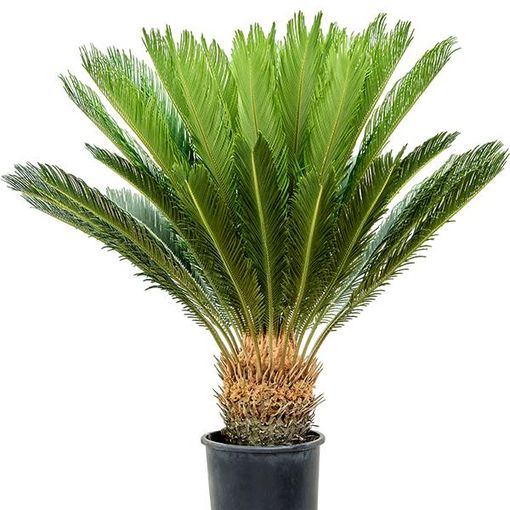 Cycas revoluta