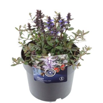 Ajuga tenorei 'Valfredda'