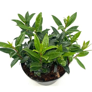 Sarcococca hookeriana humilis