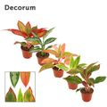 Aglaonema MIX