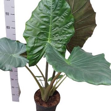 Alocasia 'Kuching Mask'