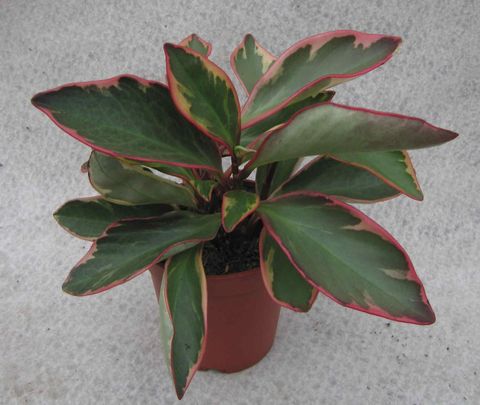 Peperomia obtusifolia
