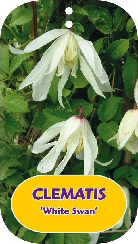 Clematis 'White Swan' (A)