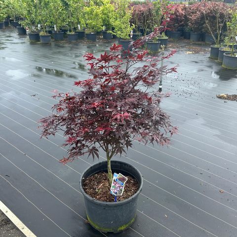 Acer palmatum 'Bloodgood'