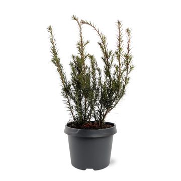 Taxus x media 'Groenland'