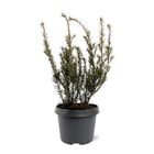 Taxus x media 'Groenland'