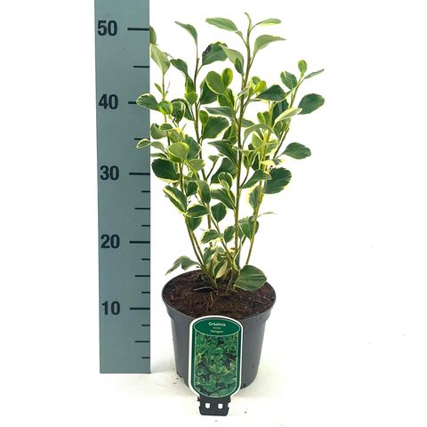 Griselinia littoralis 'Variegata'