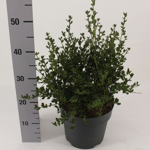 Ceanothus impressus 'Victoria'