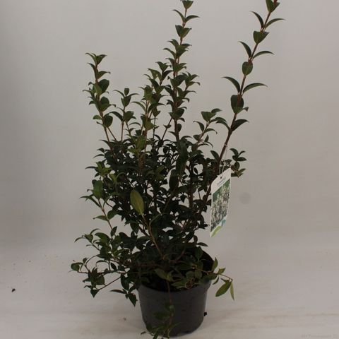 Osmanthus x burkwoodii