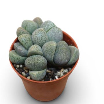 Pleiospilos nelii