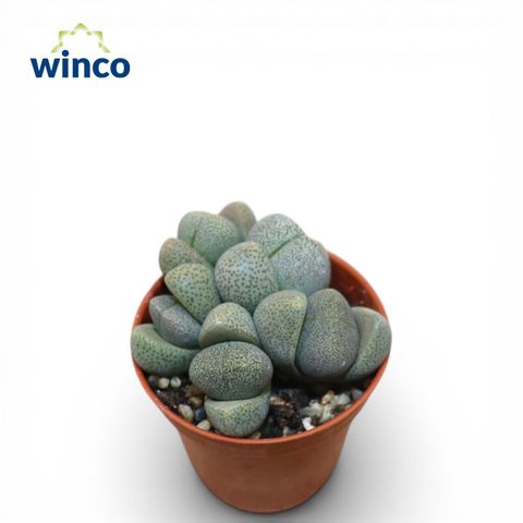 Pleiospilos nelii