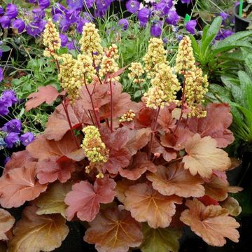 Heuchera LITTLE CUTIES BLONDIE