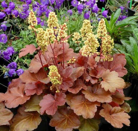 Heuchera LITTLE CUTIES BLONDIE