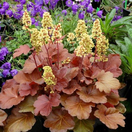 Heuchera LITTLE CUTIES BLONDIE