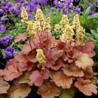 Heuchera LITTLE CUTIES BLONDIE