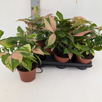 Syngonium 'Pink Splash'