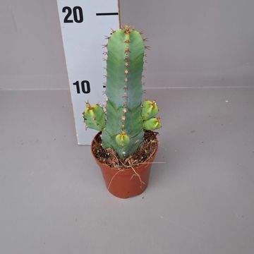 Euphorbia resinifera