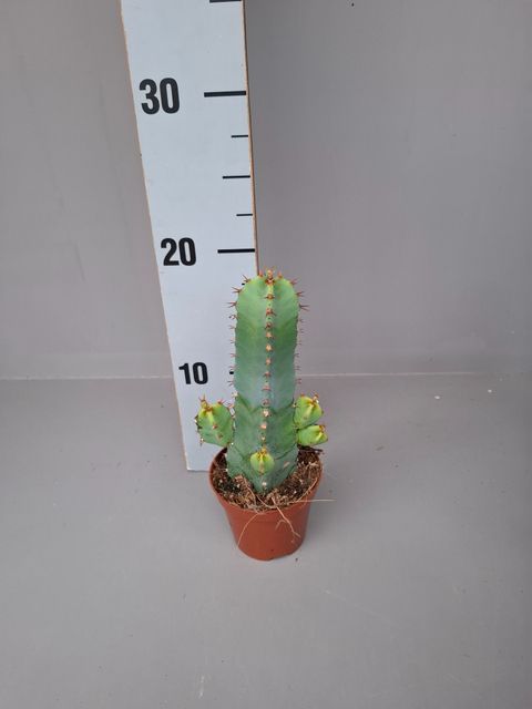 Euphorbia resinifera