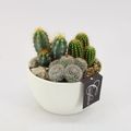 Arrangement Cactus Essentials