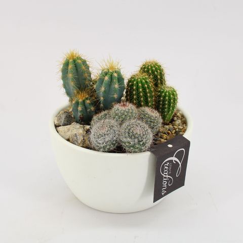 Arrangement Cactus Essentials