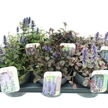 Ajuga reptans MIX