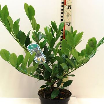 Prunus laurocerasus 'Mano'