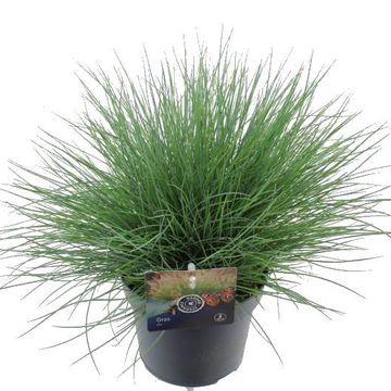 Festuca glauca 'Elijah Blue'