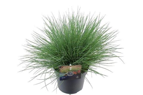 Festuca glauca 'Elijah Blue'