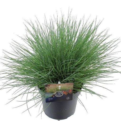 Festuca glauca 'Элайджа Блю'