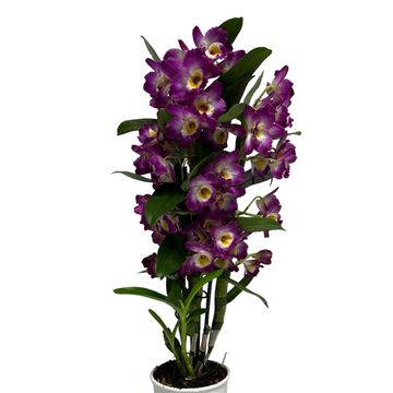 Dendrobium nobile BOUQUET PURPLE RAIN